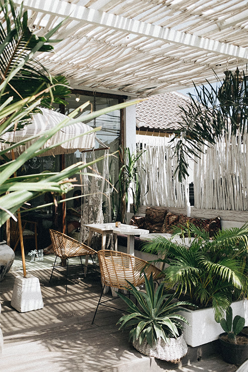 Top NASA-Recommended Indoor Plants That Thrive in Indian Homes