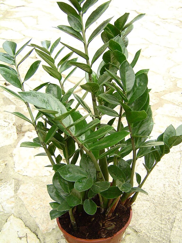 Multiply Your ZZ Plant: Unlocking the Secrets of Indoor Propagation
